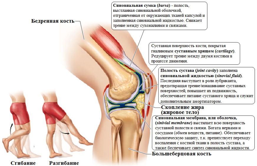 Боли в коленях способы лечения Боли в коленях способы лечения