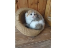 Великолепные шотландские котята
